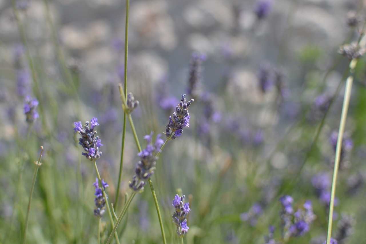 lavender nature natural free photo