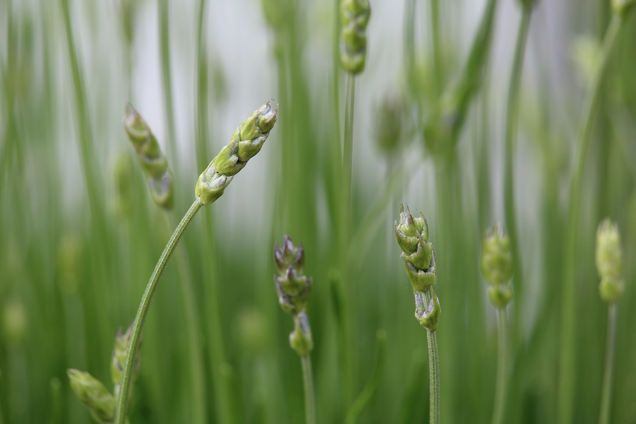 lavender green flowers free photo