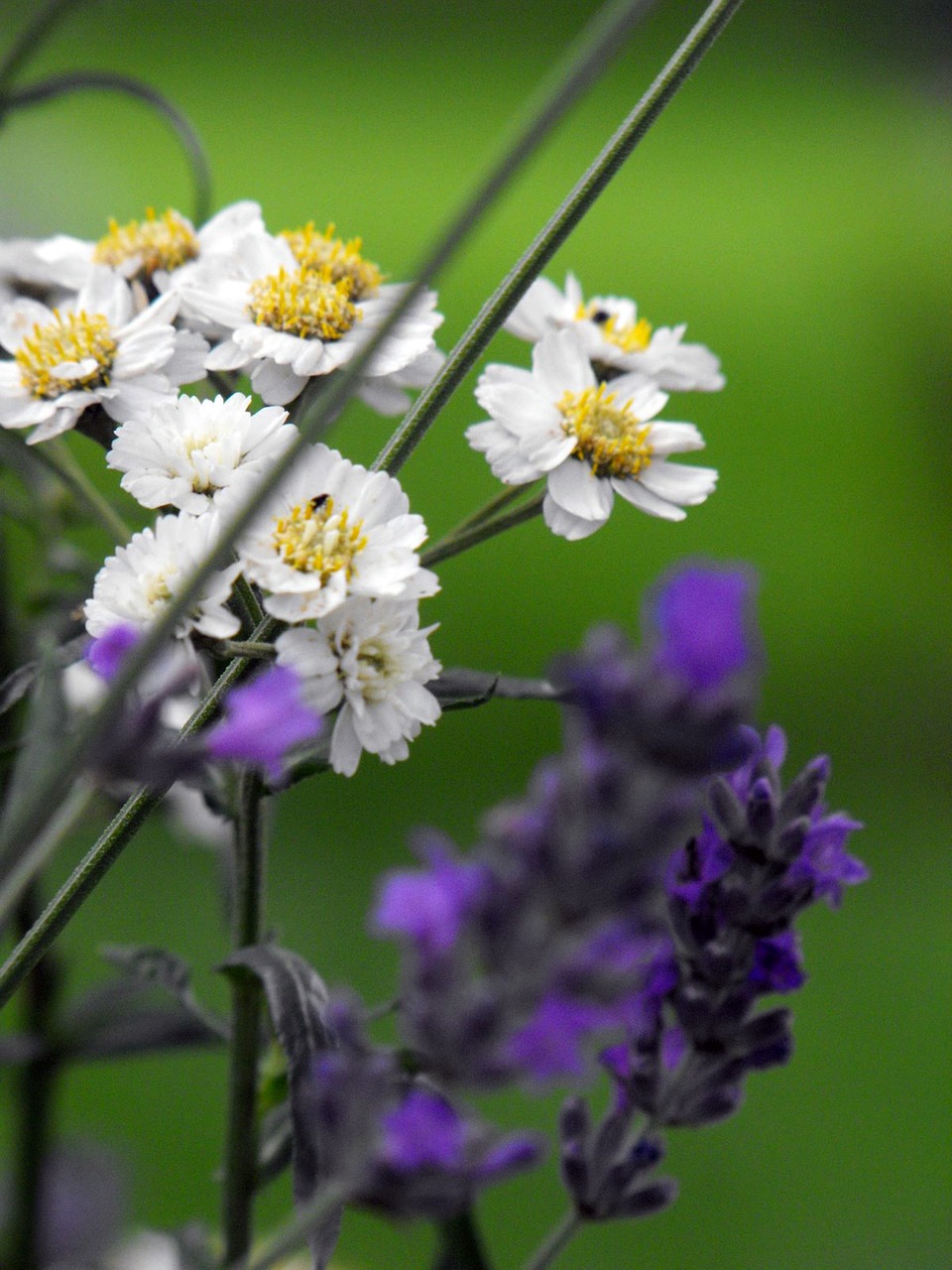 lavender flower plant free photo