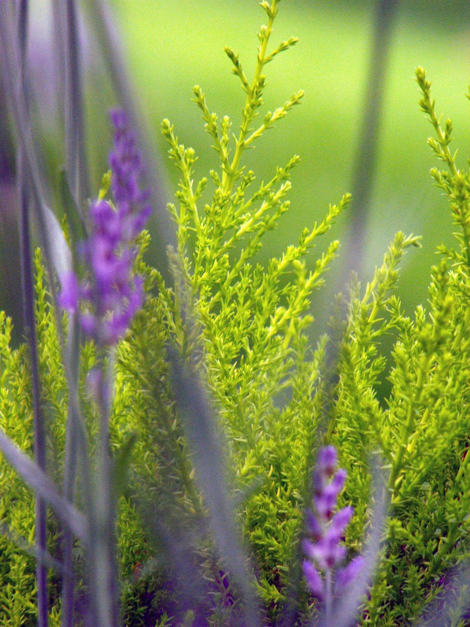 lavender flower plant free photo