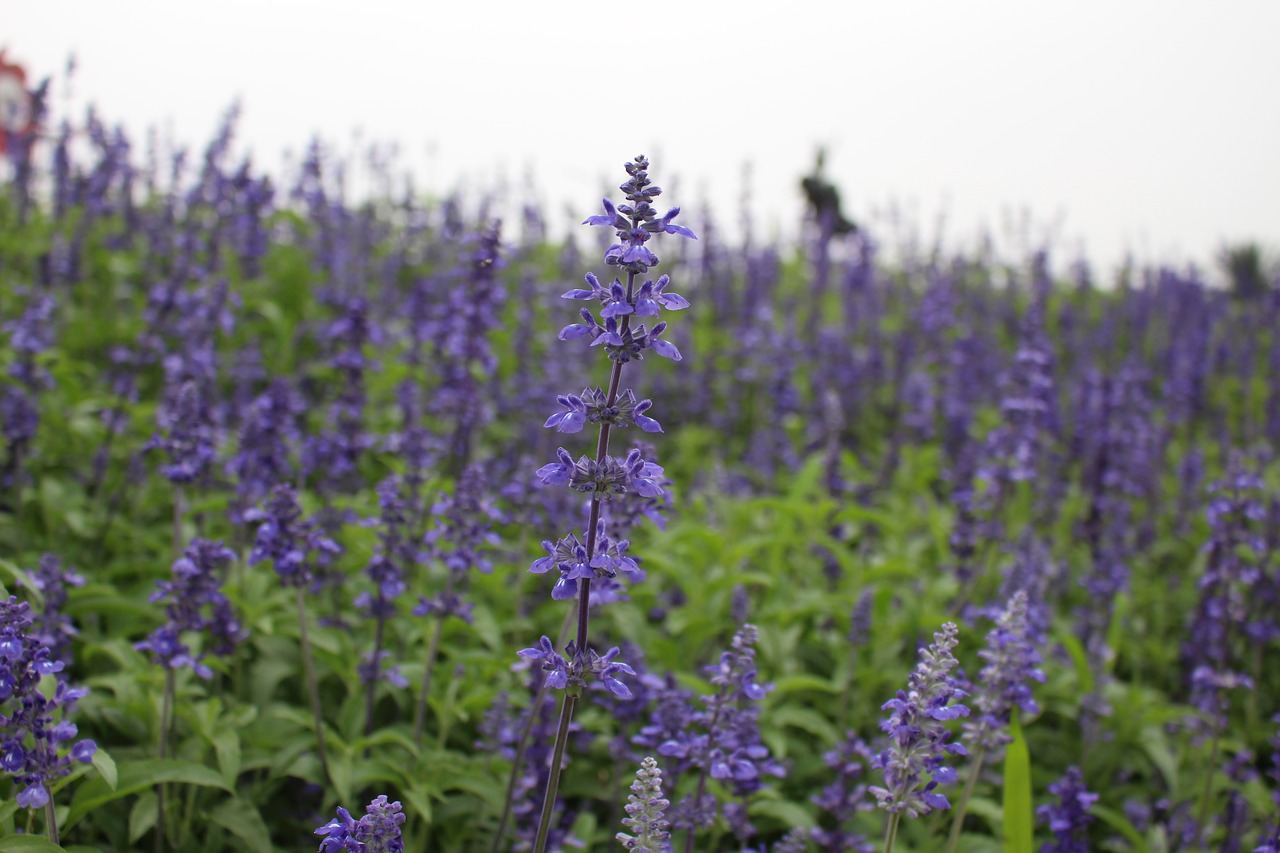 lavender flowers nature free photo