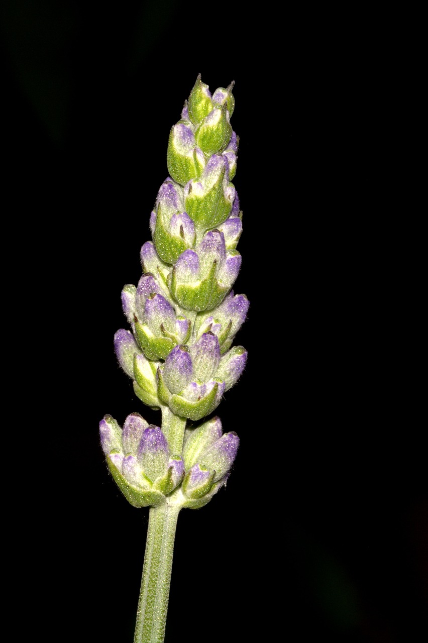 lavender blossom bloom free photo