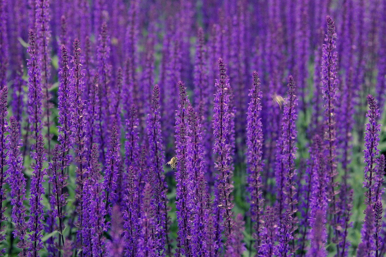 lavender flowers violet free photo