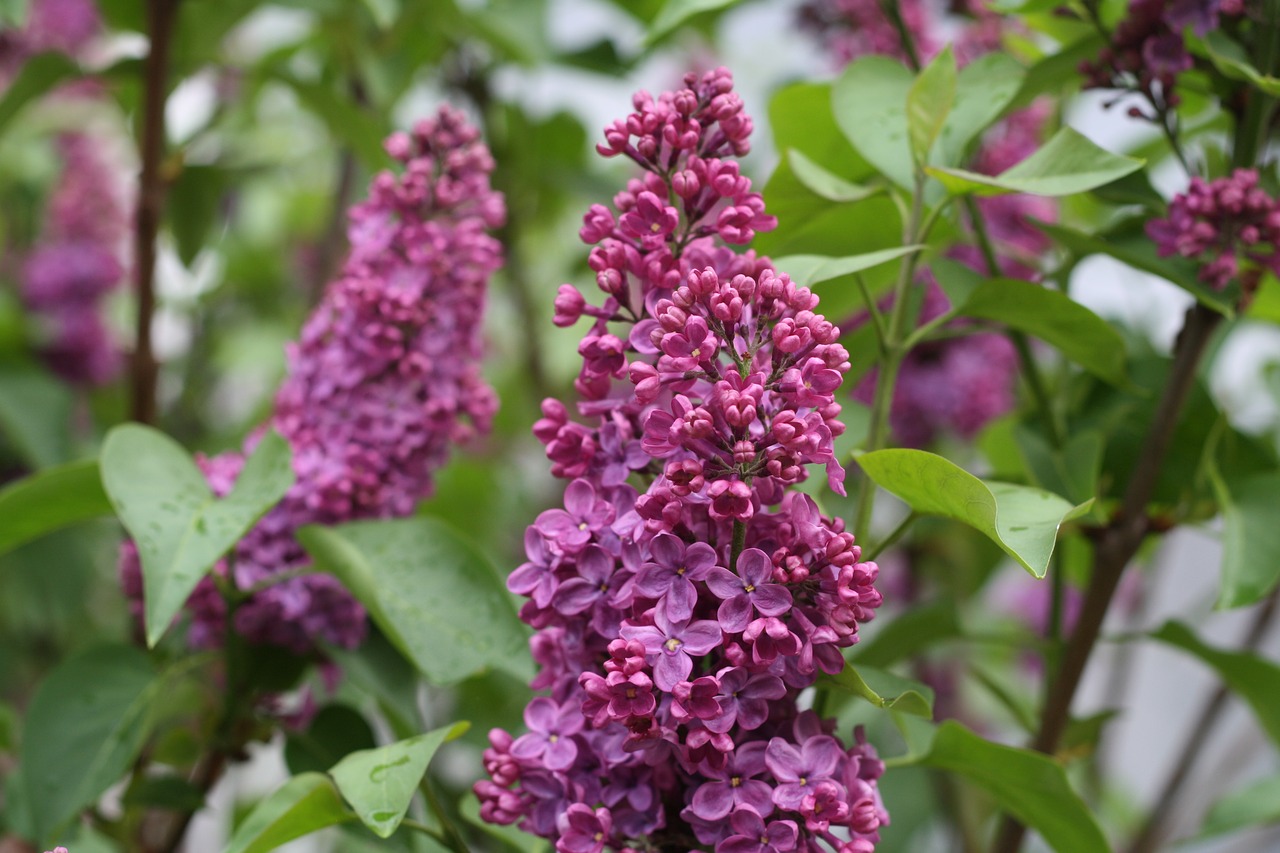 lavender purple flower free photo