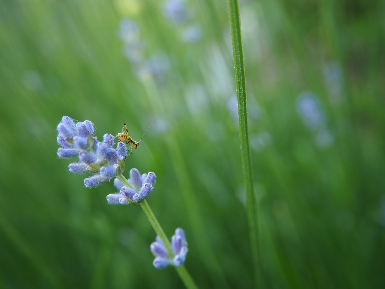 lavender grasshopper close free photo