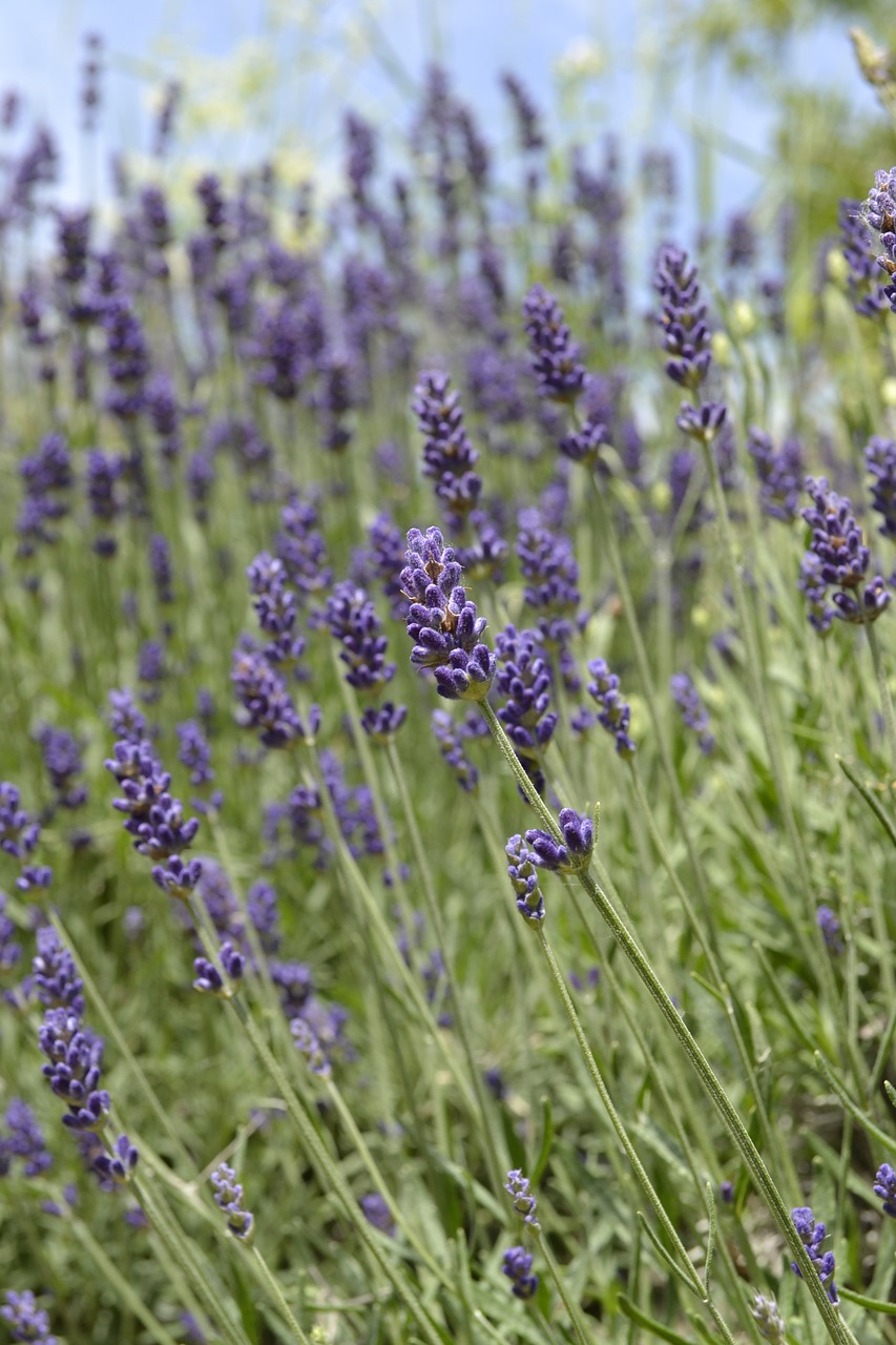 lavender lavender field purple free photo