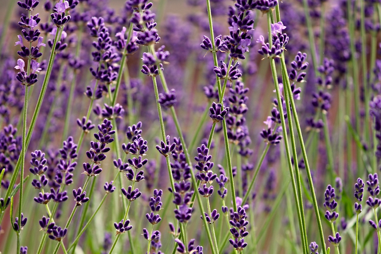 lavender lavender flowers fragrance free photo
