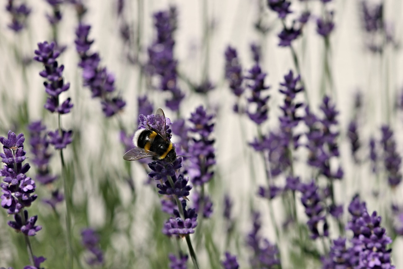 lavender fictional hummel free photo