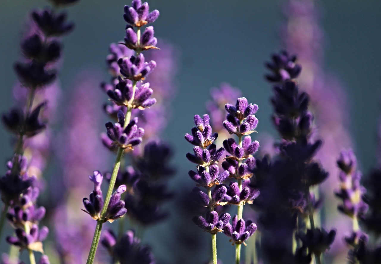 lavender purple violet free photo