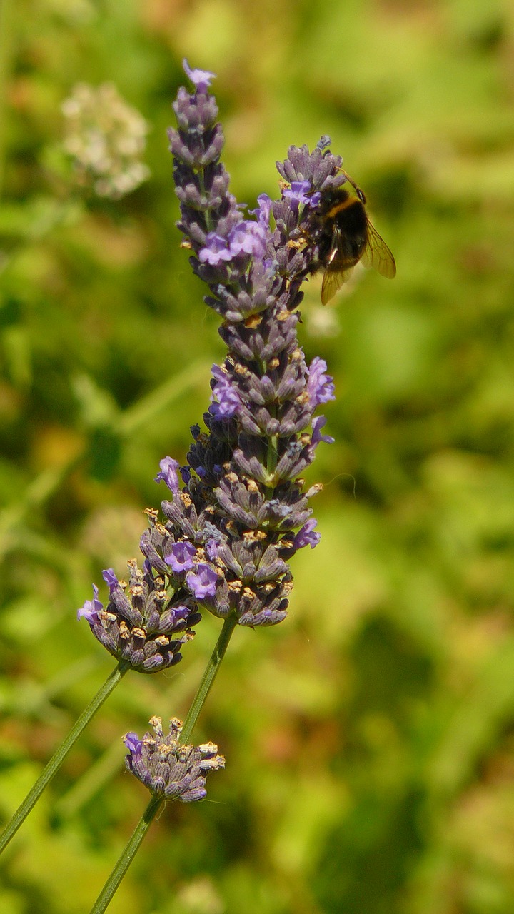 lavender bumble bees flowers free photo