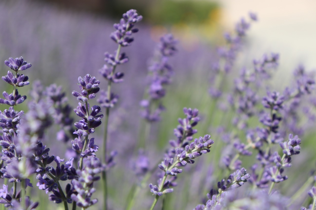 lavender flowers purple free photo