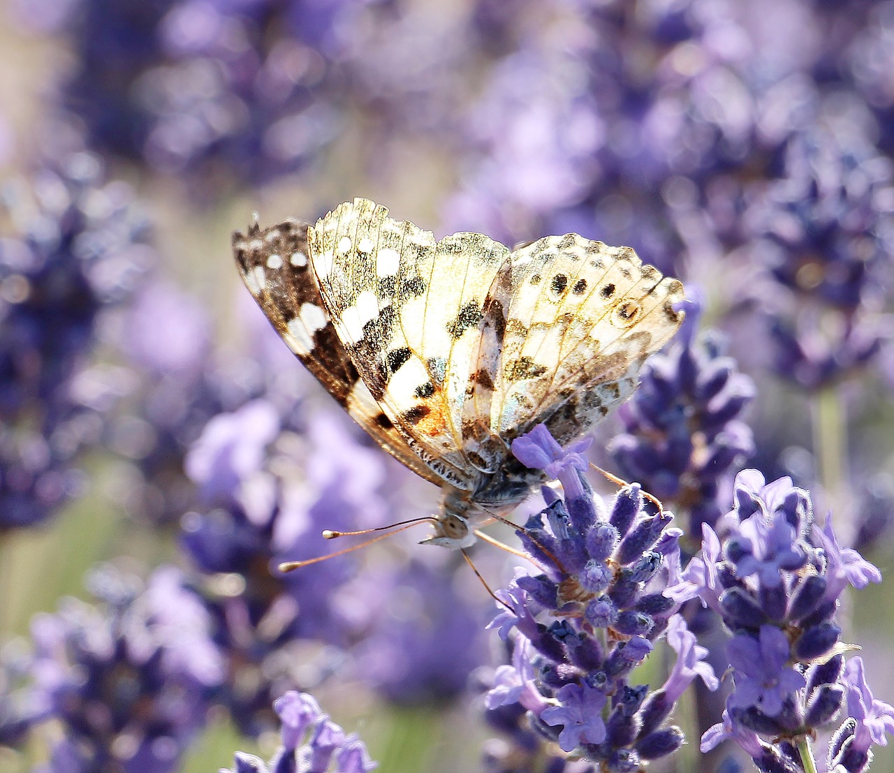 lavender butterfly nature free photo