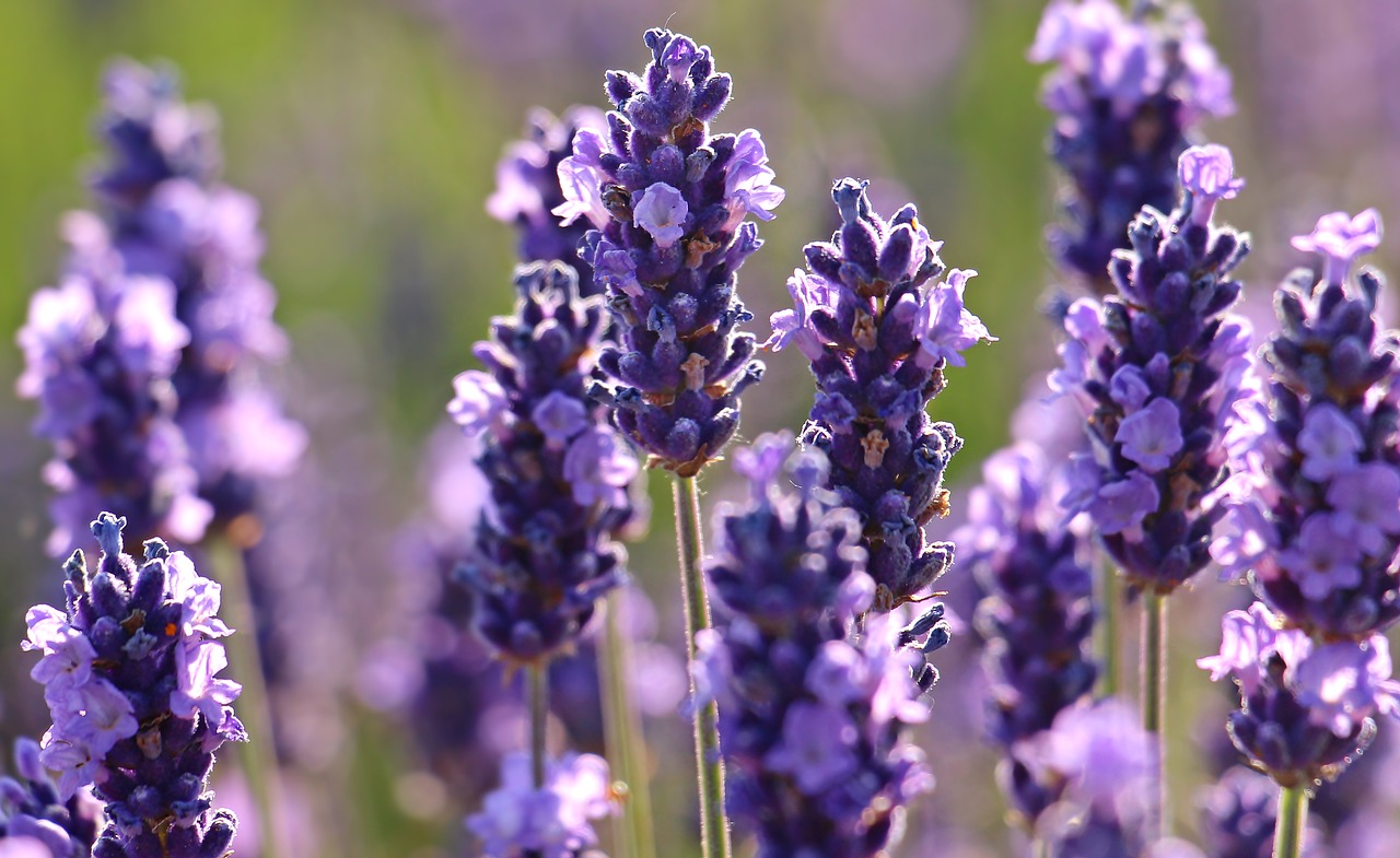 lavender flower purple free photo