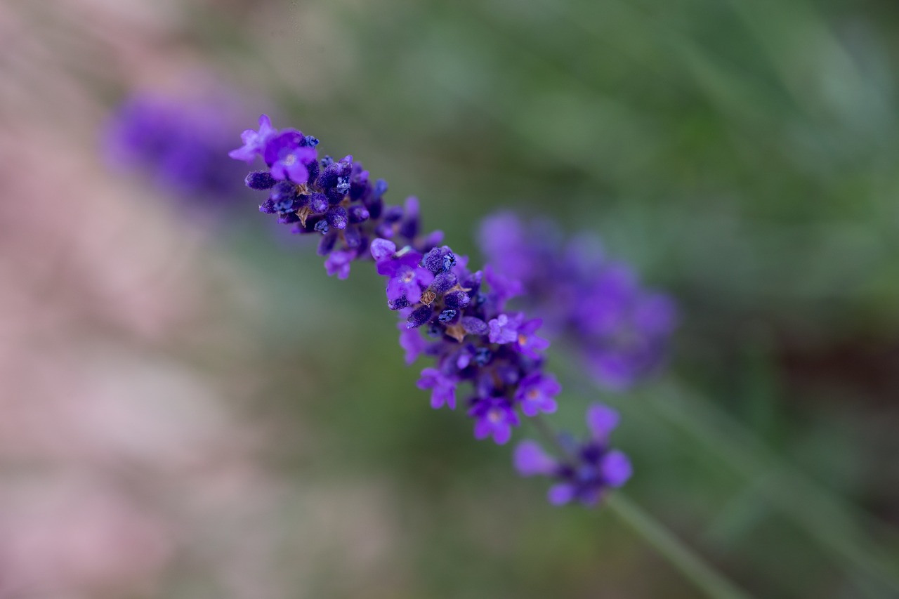 lavender nature garden free photo