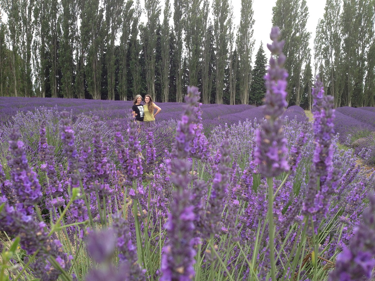 lavender friends flower free photo