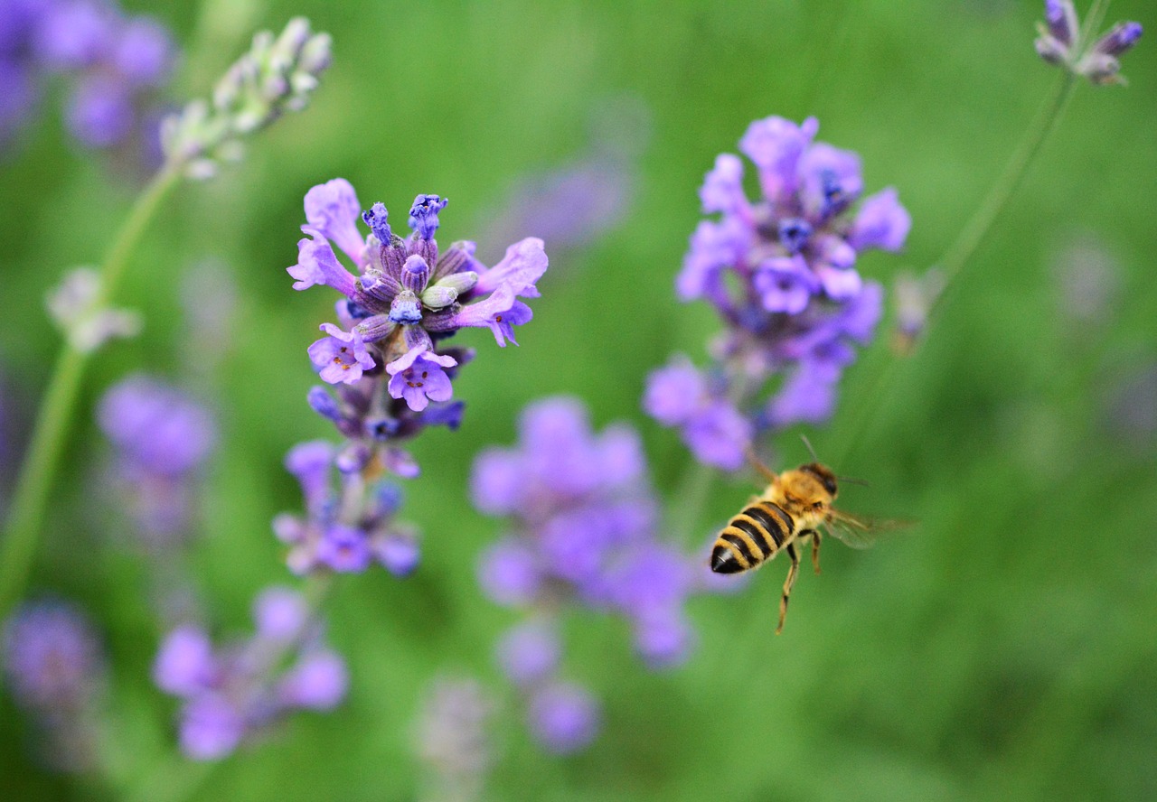 lavender lavandula garden free photo