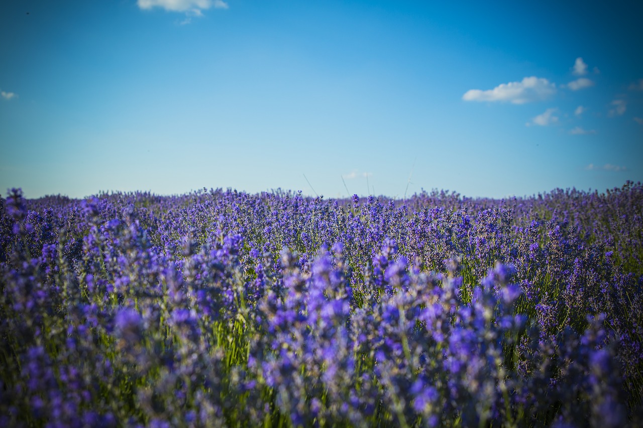 lavender field moldova free photo
