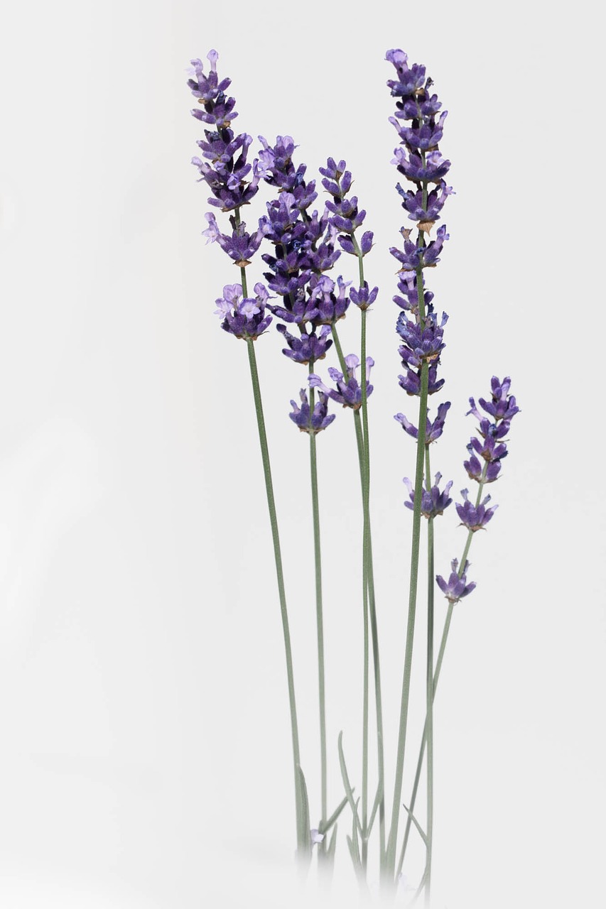 lavender flower nature free photo