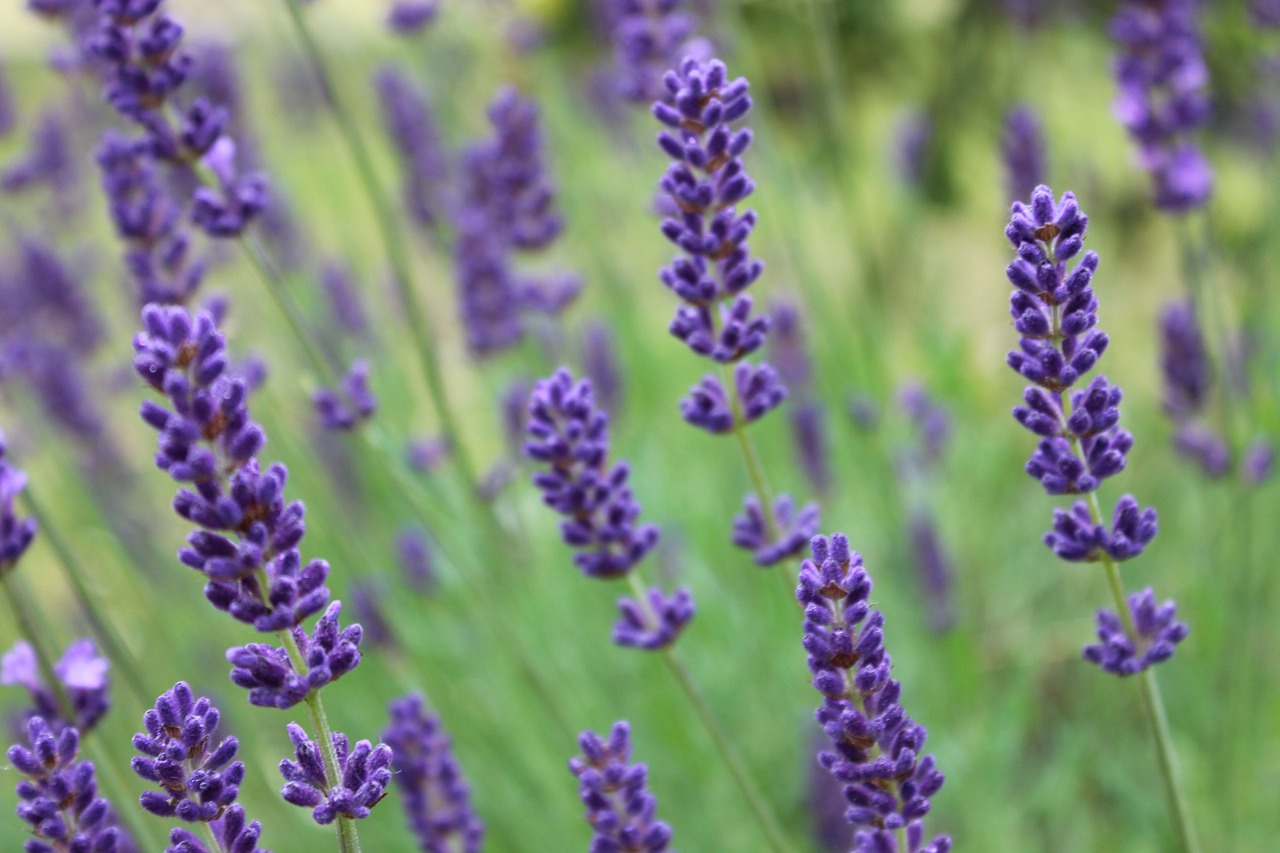 lavender provence perfume free photo