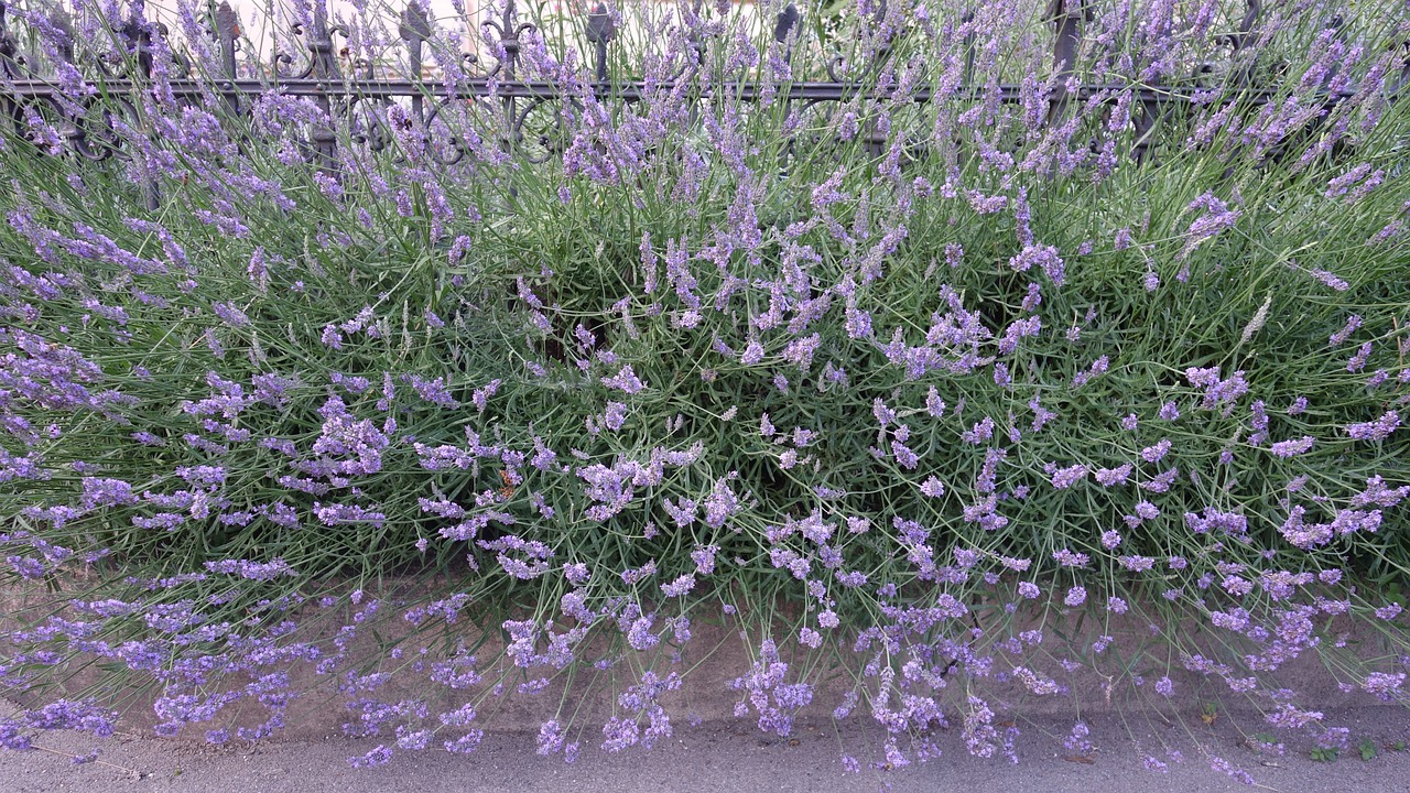 lavender plant garden free photo