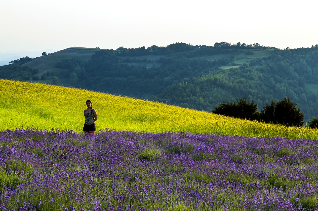 lavender sale san giovanni field free photo
