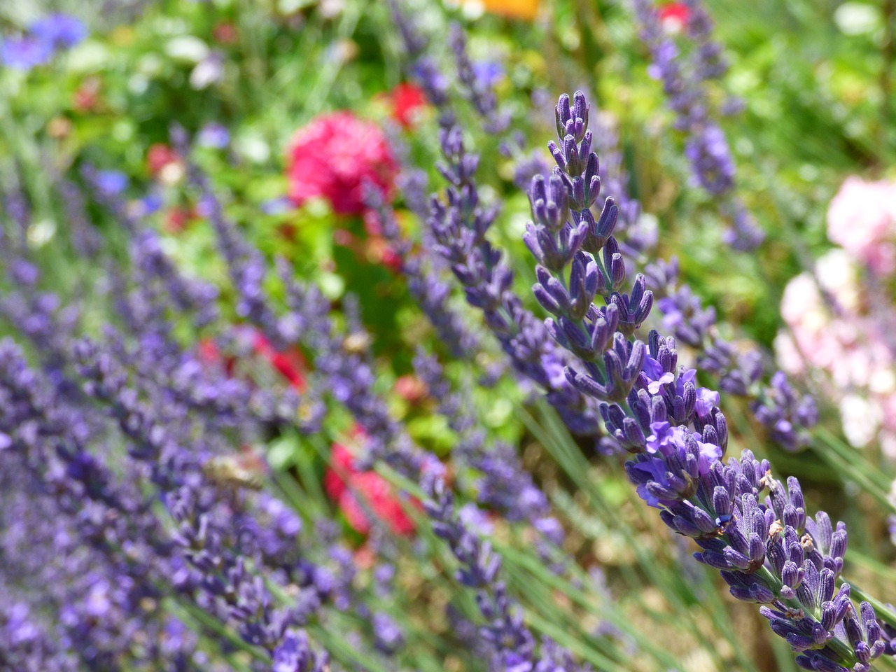 lavender flowers garden free photo