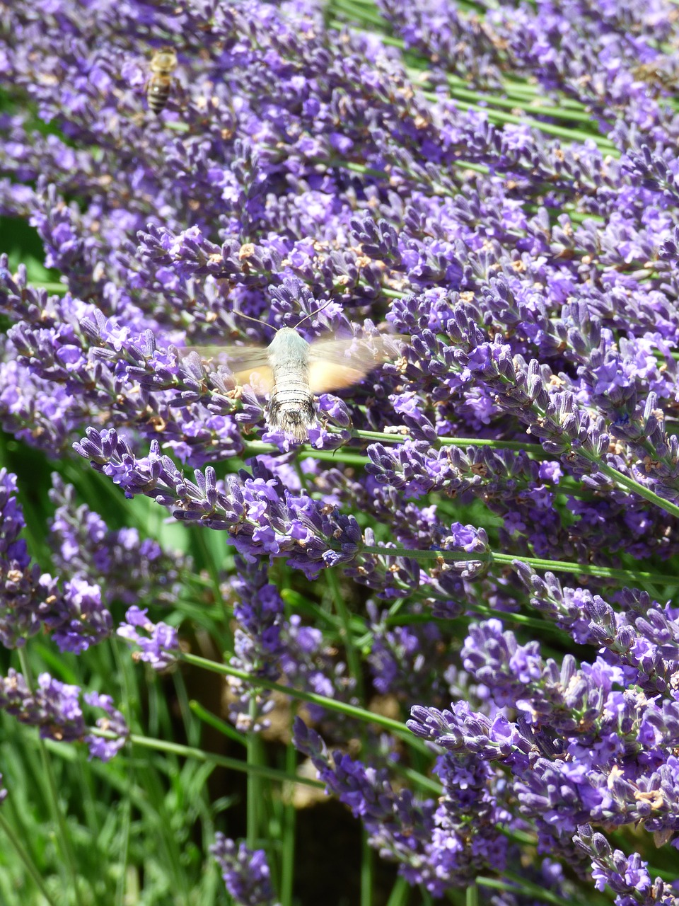 lavender bees and owls insect free photo
