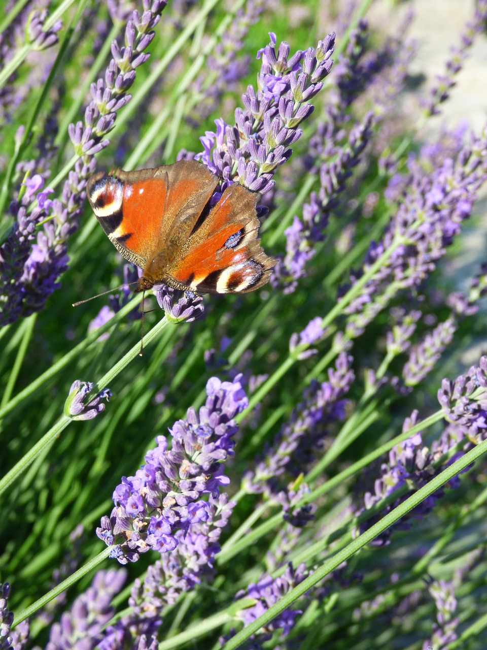 lavender butterfly insect free photo