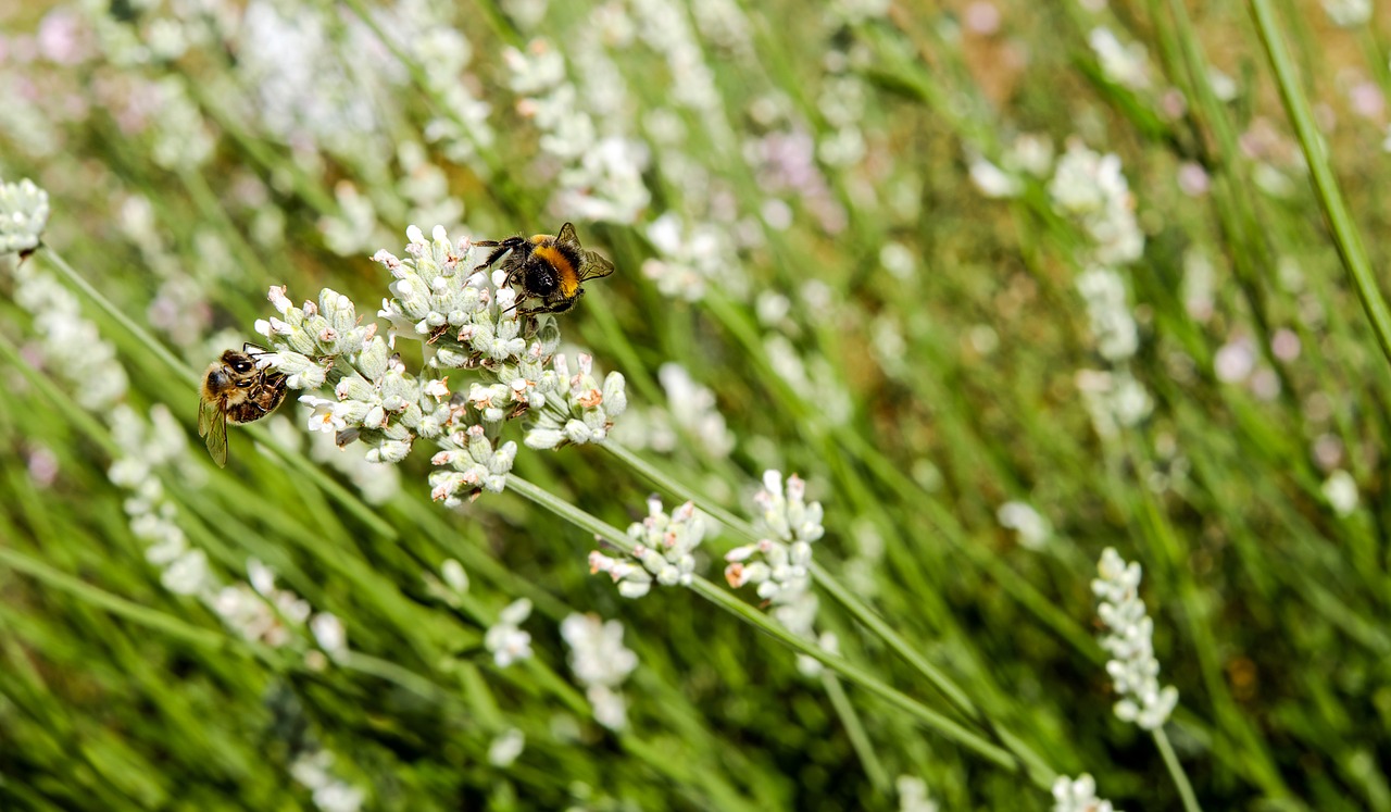 lavender white lavender flowers free photo