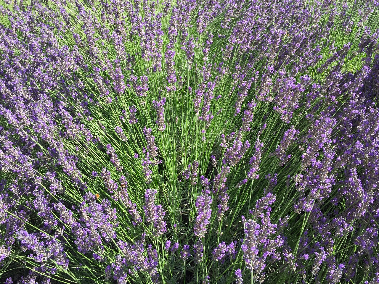 lavender field bouquet free photo