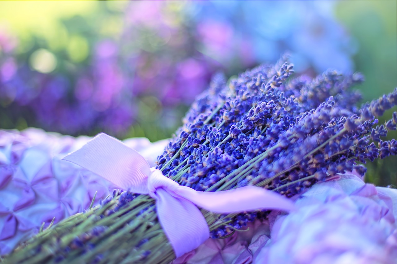 lavender fresh flowers free photo
