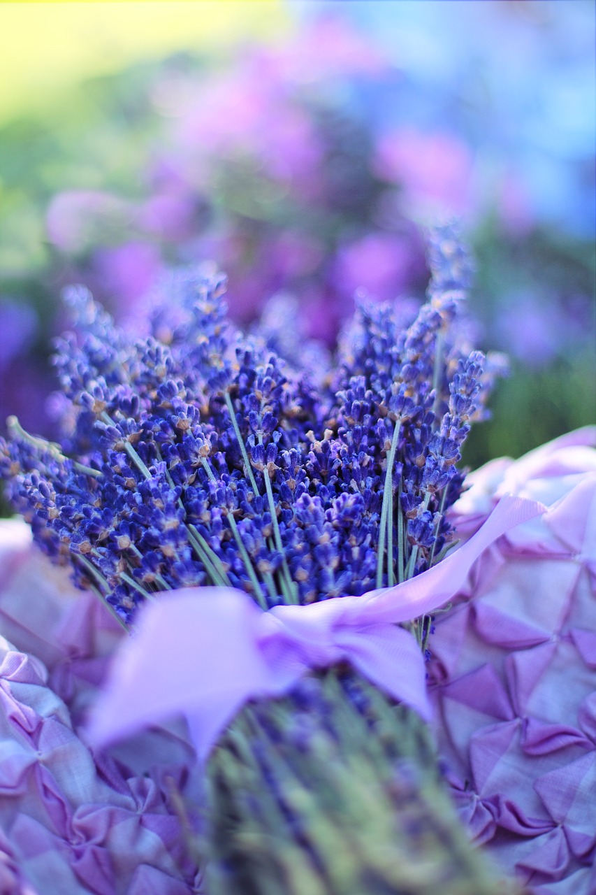 lavender fresh flowers free photo