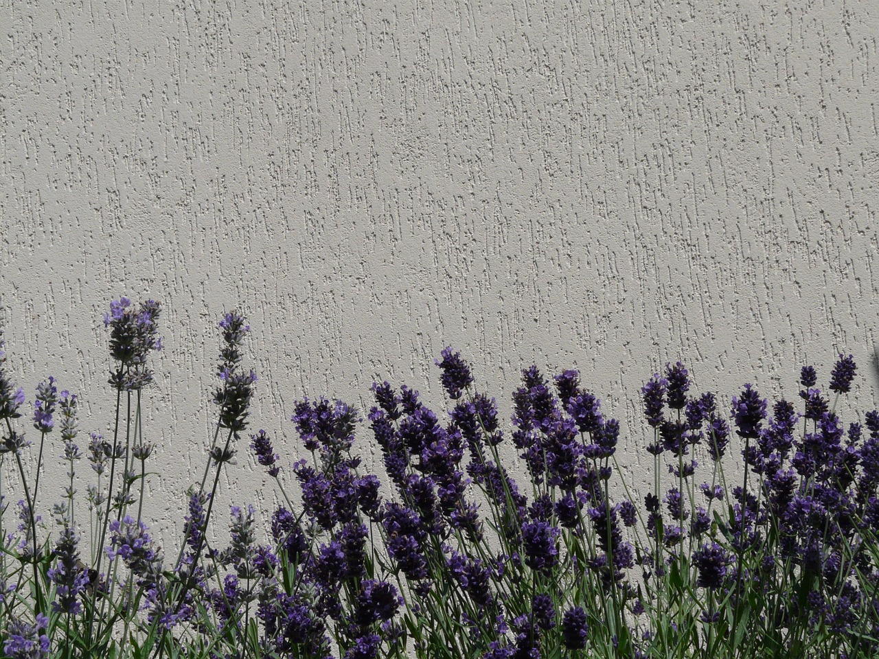 lavender violet flowers free photo