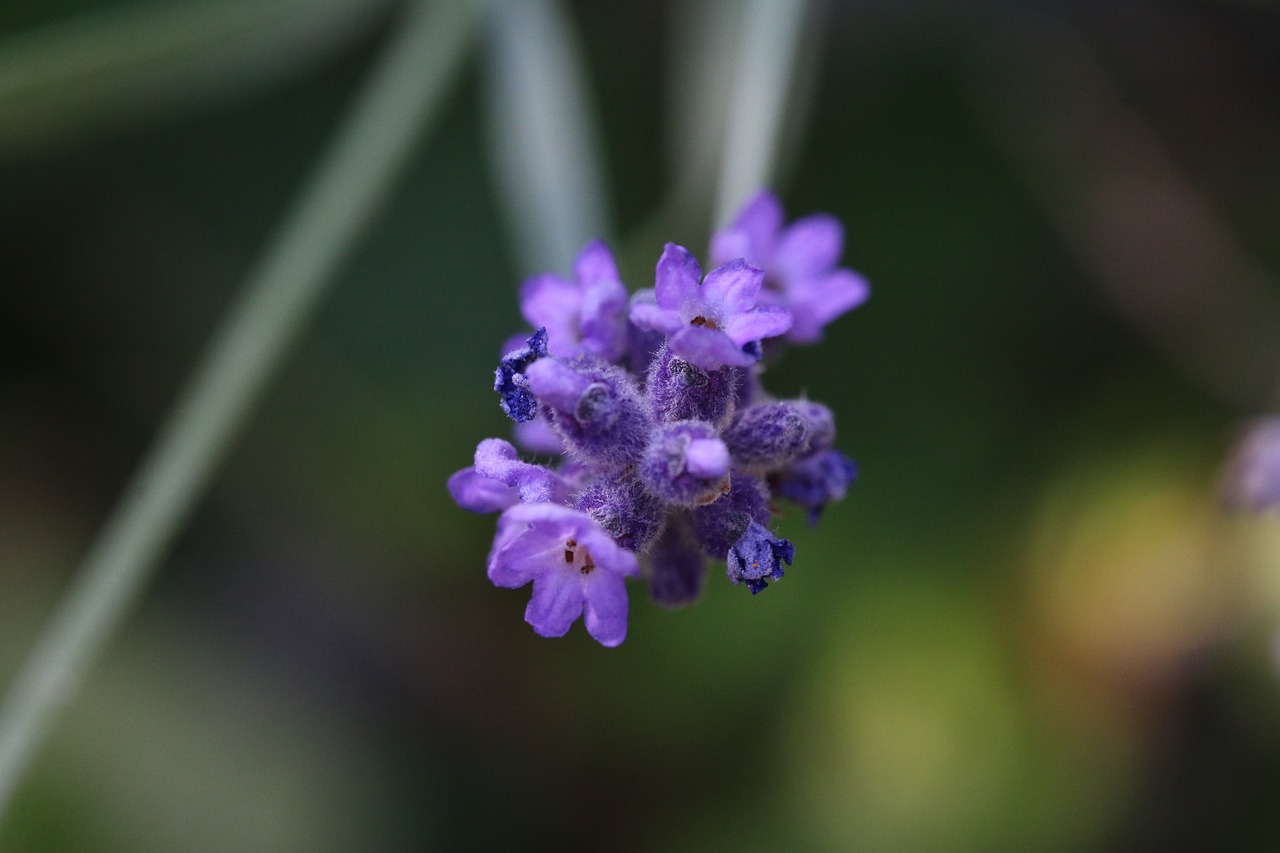 lavender flower macro free photo