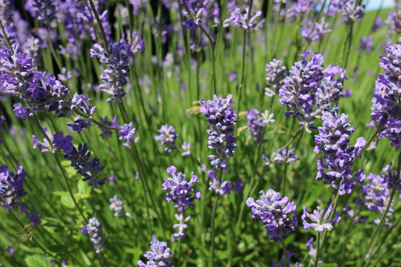 lavender nature summer free photo