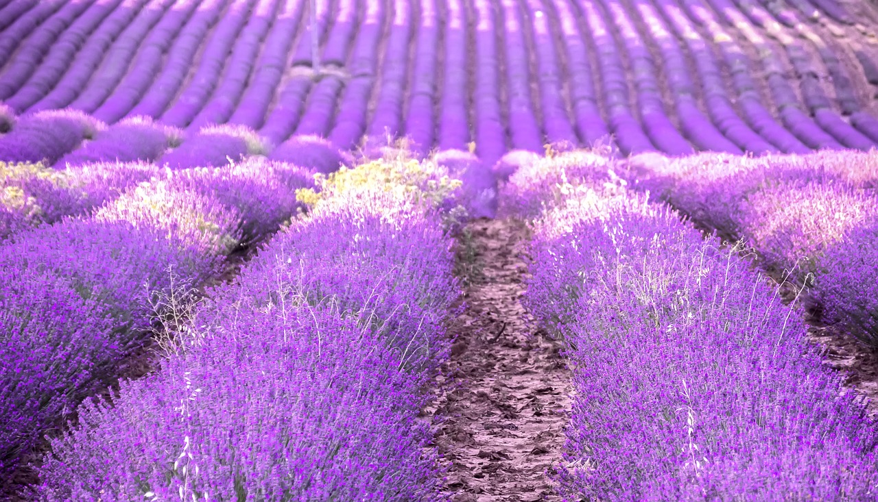 lavender provence field free photo