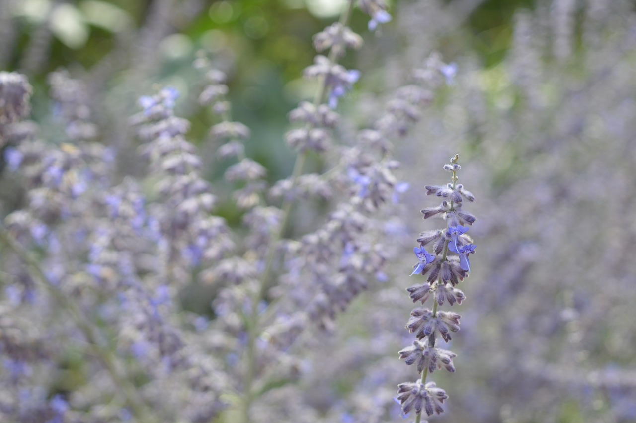 lavender flower wild free photo