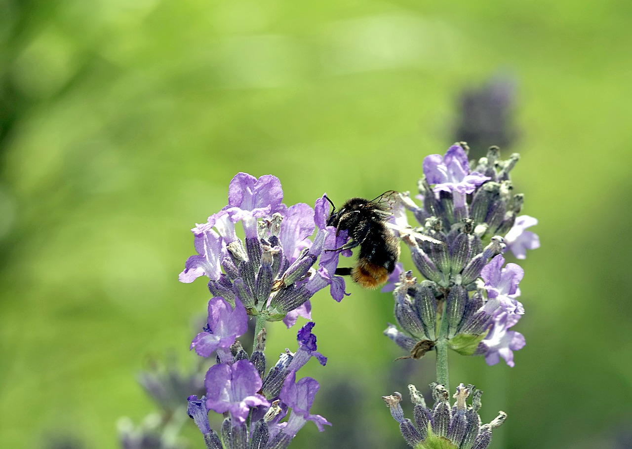 lavender bumblebee pollinate free photo