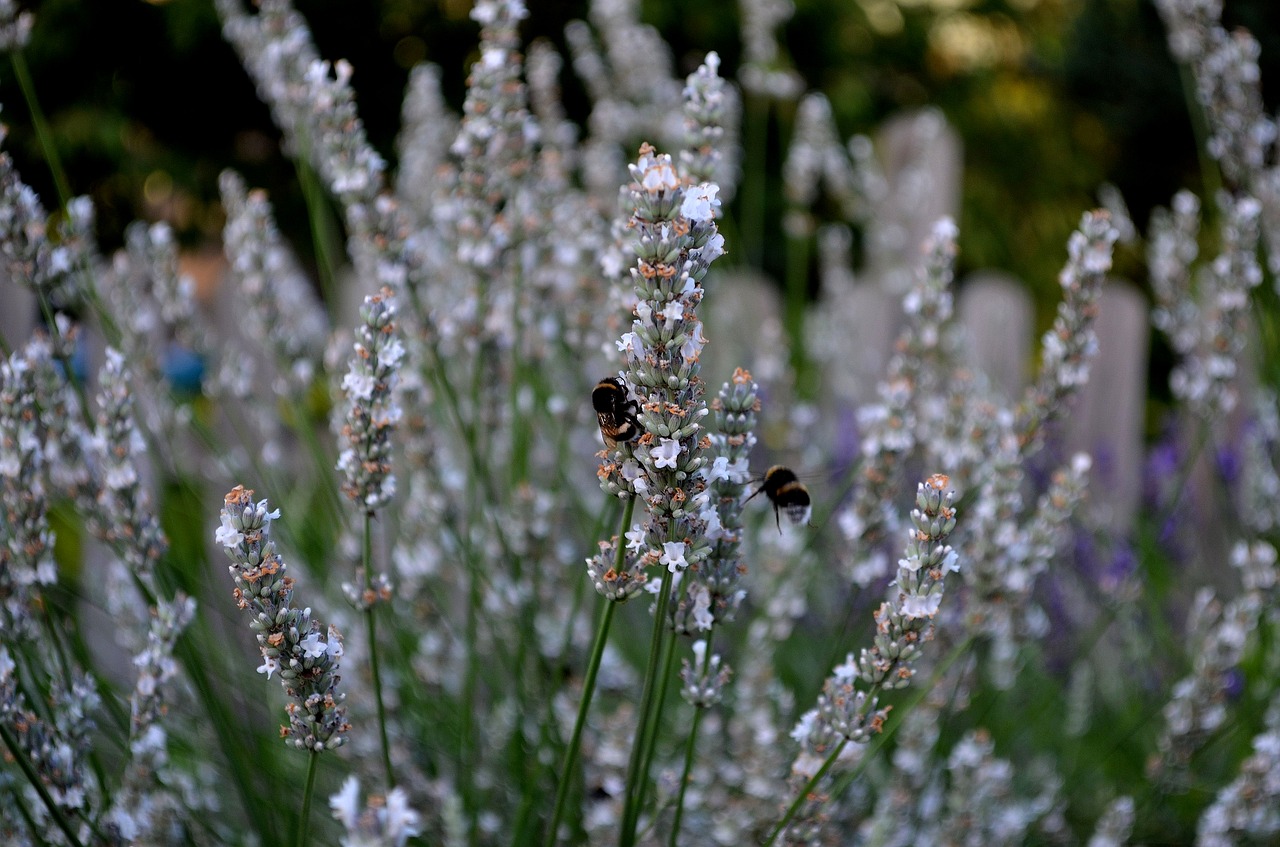 lavender white lavender insect bumblebee free photo