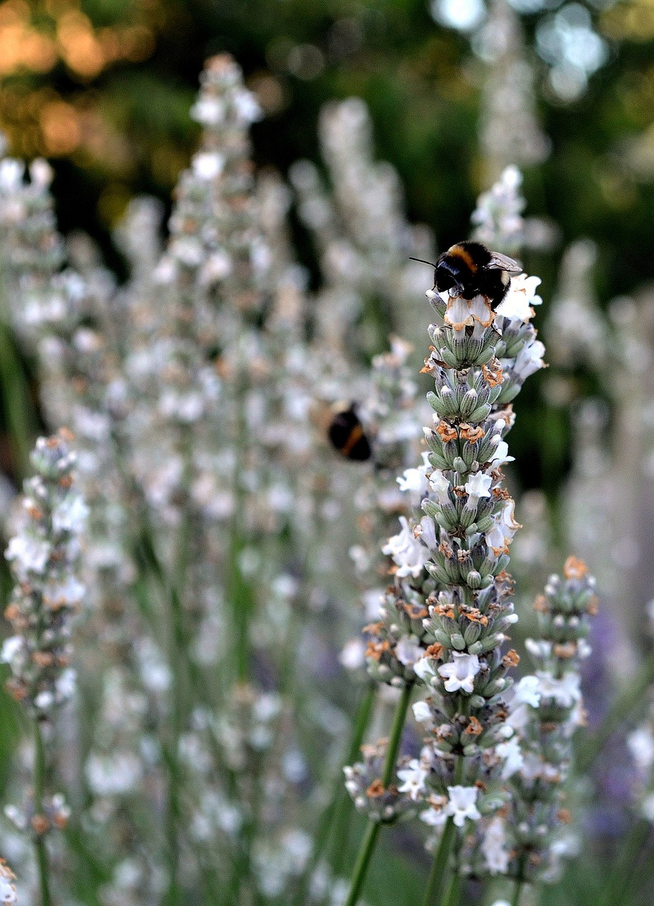 lavender white lavender insect bumblebee free photo