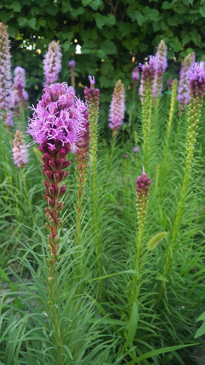 lavender urumqi street green free photo