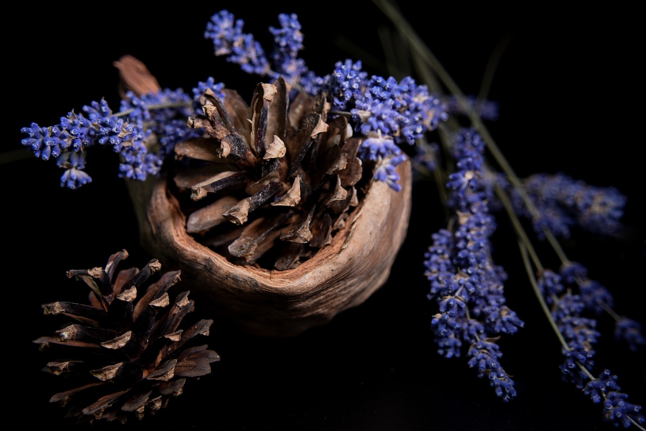 lavender coconut cone free photo