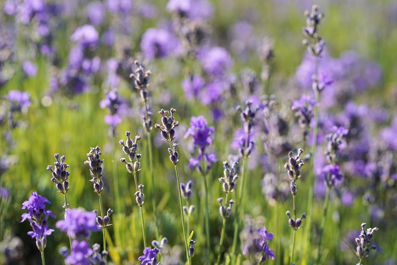 lavender flower blossom free photo