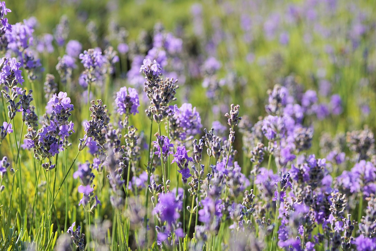 lavender flower blossom free photo