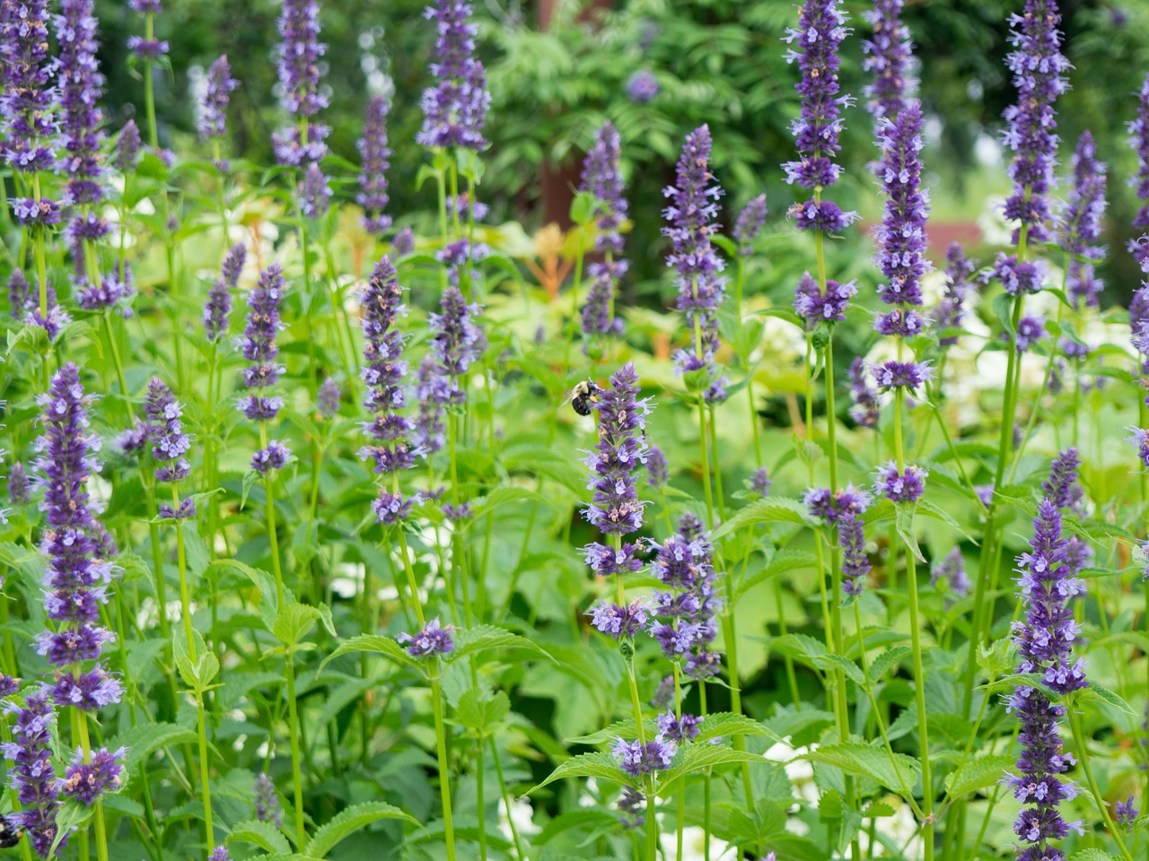 lavender field flower free photo