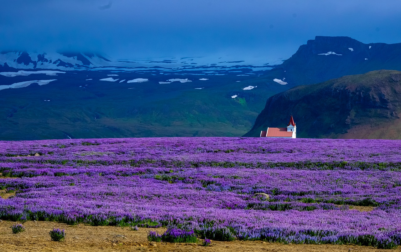 lavender field farm free photo