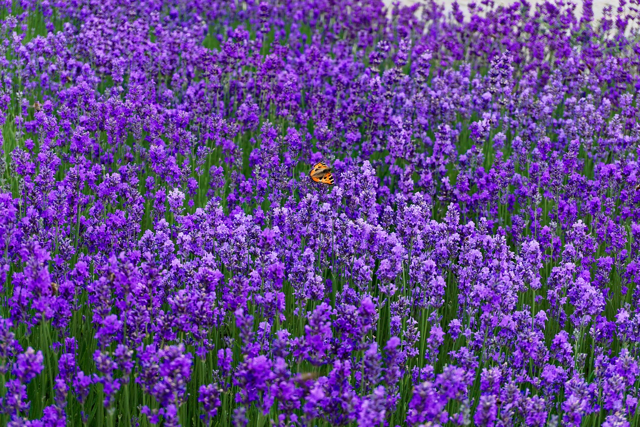 lavender purple flowers free photo