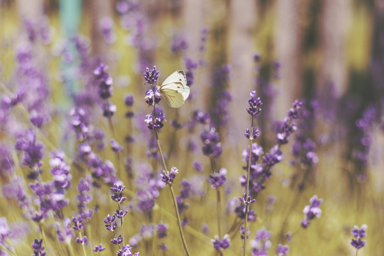 lavender flower garden free photo