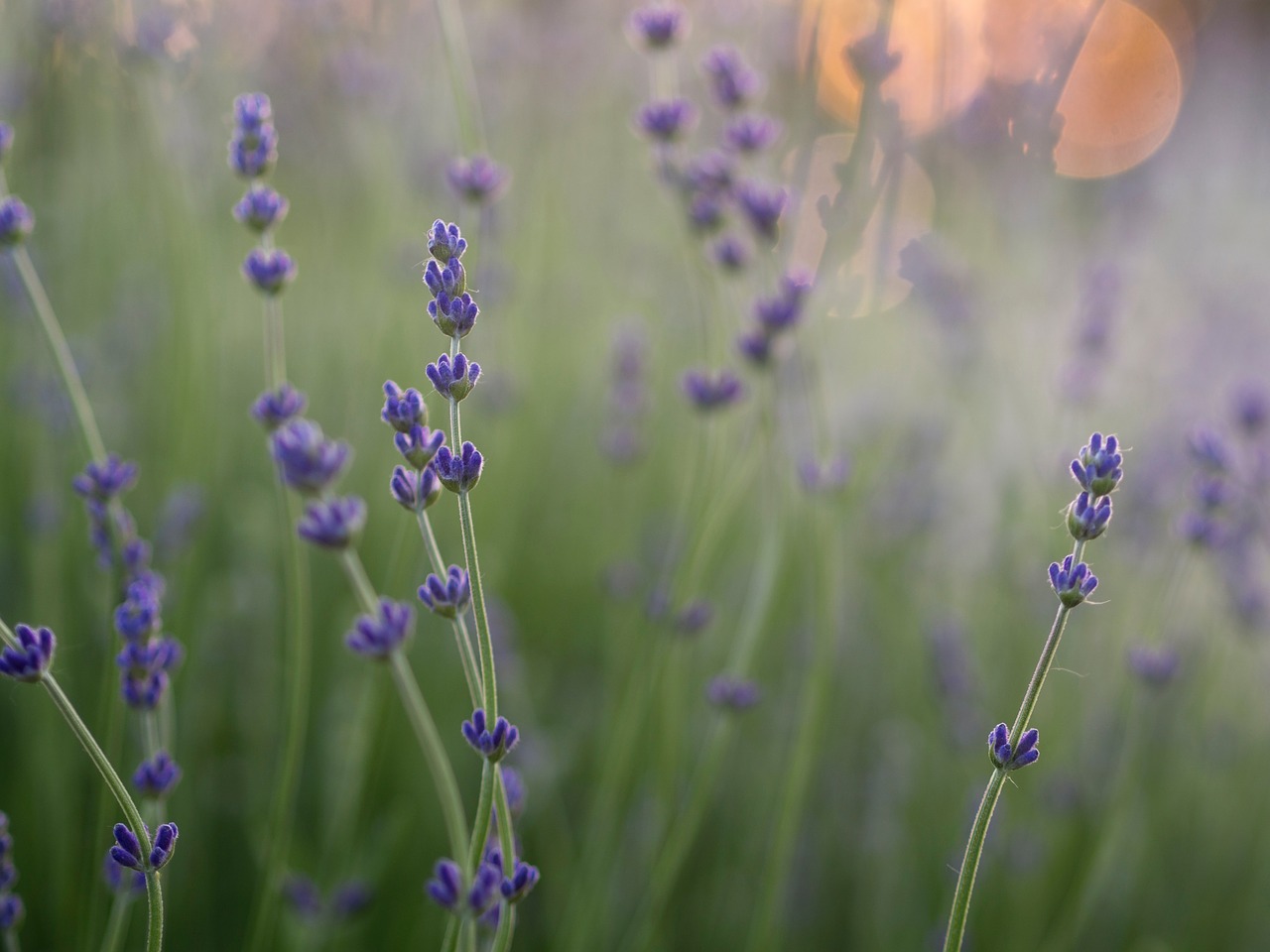 lavender flower green free photo