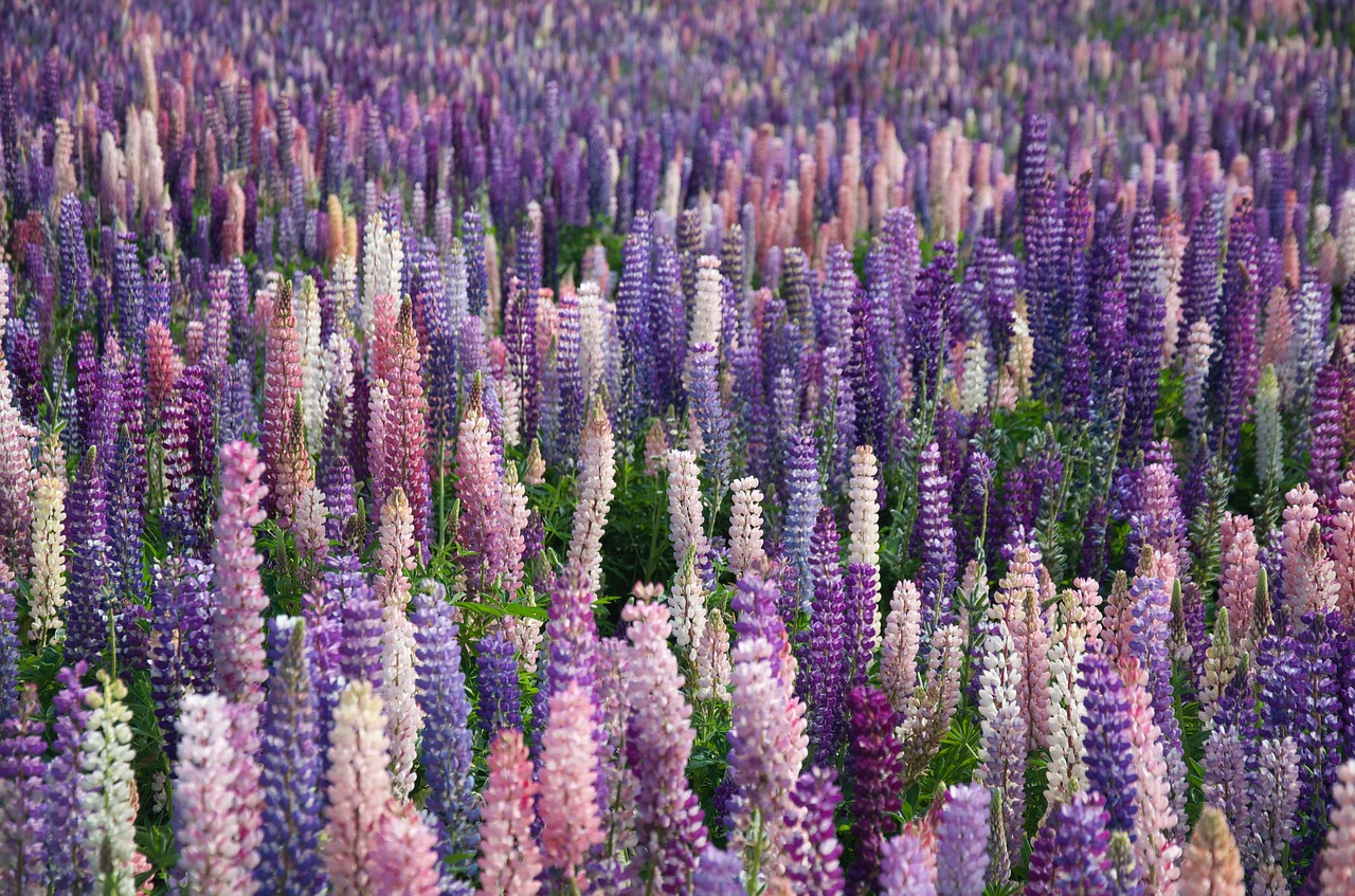 lavender flowers field free photo